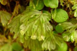 Hymenophyllum lyallii. Fertile frond showing solitary sori immersed in the lamina segments with obovate indusial flaps.
 Image: L.R. Perrie © Leon Perrie 2010 CC BY-NC 3.0 NZ